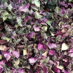 Purple Shiso Aka Perilla Frutescens Ornamental Herb Seeds Green