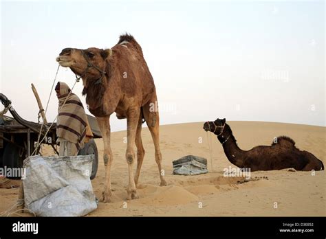 Thar Desert India Stock Photo - Alamy