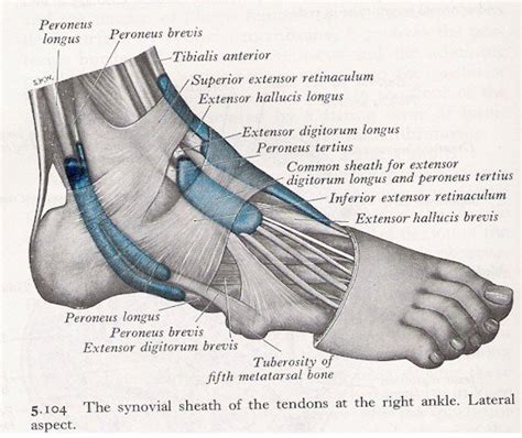 Muscles of the ankle lateral view (Printer-friendly version)