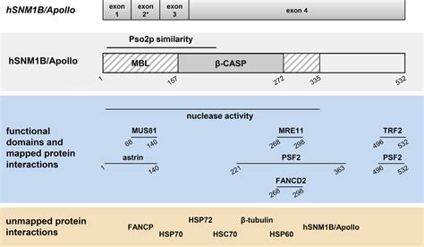 Schematic Representation Of The Genomic Organization Structural And