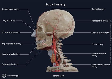 Superior Labial Artery Encyclopedia Anatomyapp Learn Anatomy