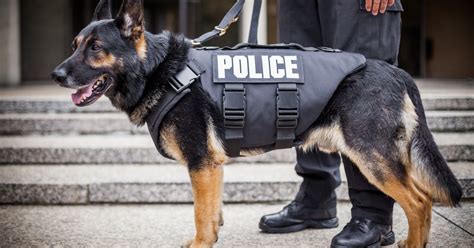 Gallery New Body Armor For Ppd K 9 Officers Phillyvoice