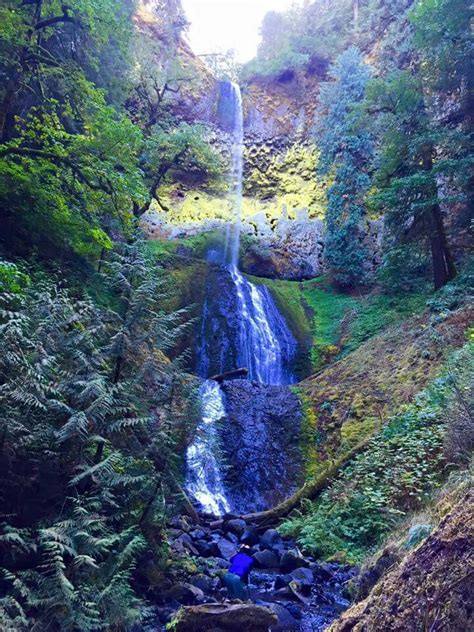 Clackamas River trail. | River trail, Tree, Plants