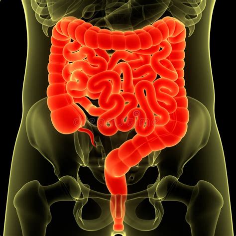 Sistema Digestivo Degli Organi Interni Dell Uomo Anatomia Dell