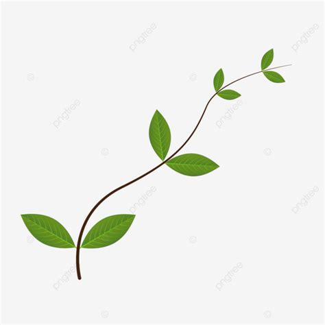 Leaf Branches Vector Leaf Branch Leaves Png And Vector With