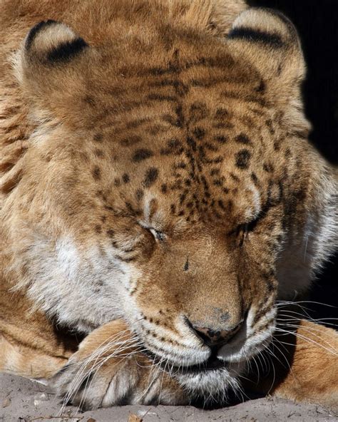 Freckles The Liger At Big Cat Rescue Big Cat Rescue Big Cats Feline