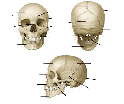 A P Skull Labeling Diagram Quizlet