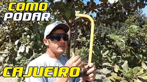 Como Fazer A Poda De Limpeza No P De Caju Na Parte Do Tronco Youtube