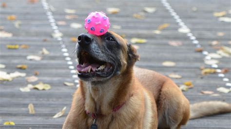 Siete Claves Para Ense Arle A Tu Perro A Que Haga Cosas El Diario De