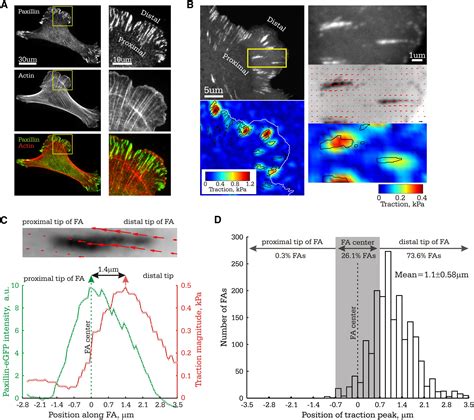 Force Fluctuations Within Focal Adhesions Mediate ECM Rigidity Sensing