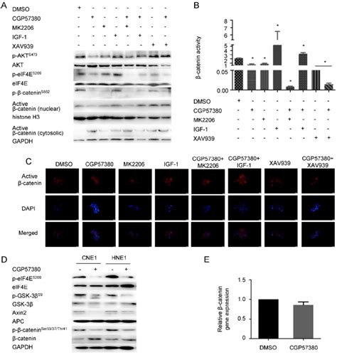 Inhibition Of β Catenin Nuclear Translocation By Cgp57380 Is Dependent Download Scientific