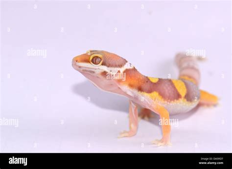 Beautiful Juvenile Bell Albino Leopard Gecko Eublepharis Macularius