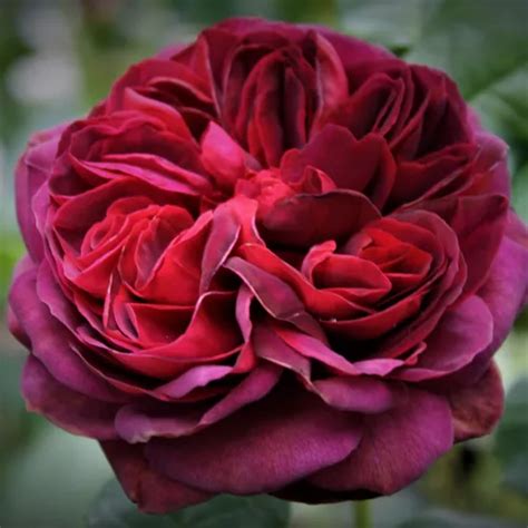 Rosa Edelrosen Teehybriden Rose Mit Intensivem Duft Zimtaroma