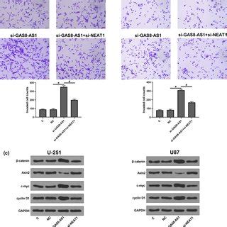 GAS8AS1 Regulated GBM Cell Proliferation Invasion And Activation Of