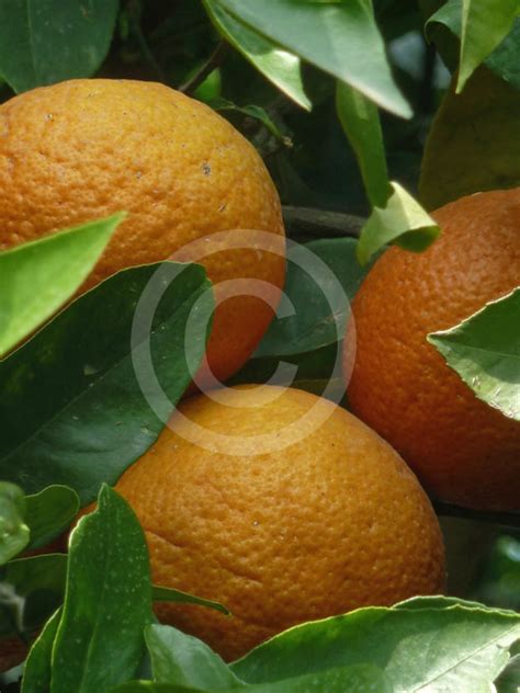 Citrus Sinensis Orange Sweet Orange Information And Photos