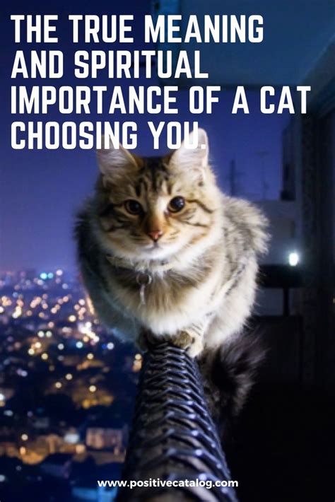 The True Meaning And Spiritual Importance Of A Cat Choosing You