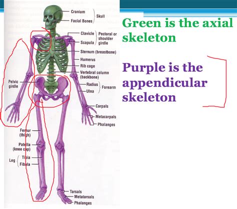 Appendicular Skeleton Diagram | Quizlet