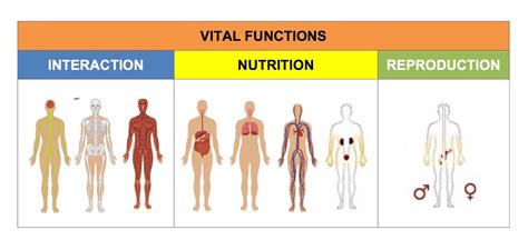 Ceiptoursscience Natural Science Unit The Vital Functions