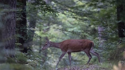 Le Parc National Des Forêts Autorise La Chasse Pour 37 Espèces