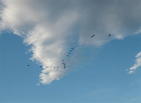 Migrating Geese And Sky Photograph by Karen Rispin - Fine Art America