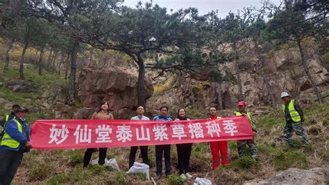 泰山风景名胜区管理委员会 筑梦泰山 南天门管理区联合泰安妙仙堂有限公司种植紫草