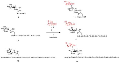 Designer α1 6 Fucosidase Mutants Enable Direct Core Fucosylation of