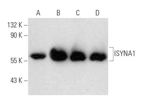 ISYNA1抗体 C 9 SCBT Santa Cruz Biotechnology