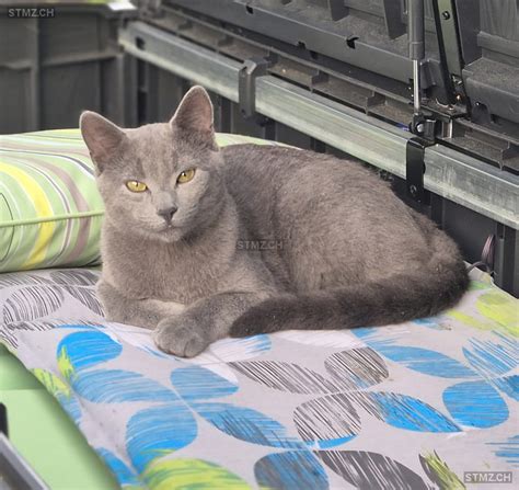 Meldung Nr Vermisst Katze In Neuhausen Am Rheinfall