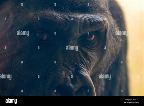 The Gorilla S Eyes Look At You Close Up Stock Photo Alamy