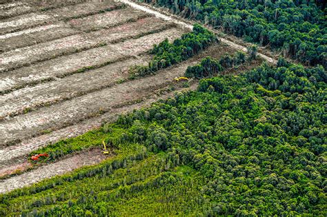 Why Investors Are Backing Zero Deforestation – Brink – The Edge of Risk