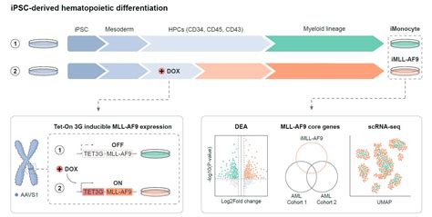 Cells Free Full Text Inducible Mll Af9 Expression Drives An Aml