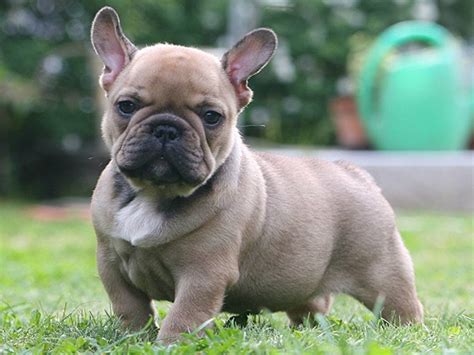 French Bulldog Puppy Pictures And Information