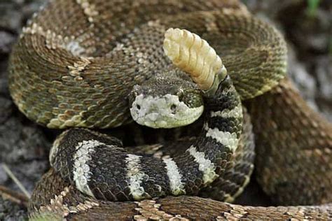 12 Types Of Rattlesnakes In California Pictures Reptile Jam