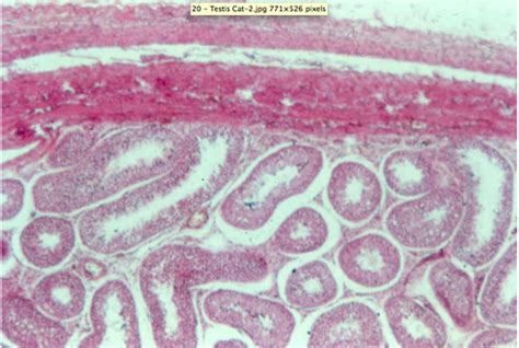 Male Reproductive System Histology Flashcards Quizlet