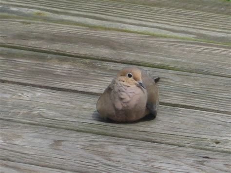 Mourning Dove Imgflip