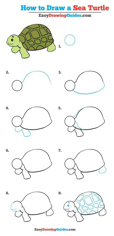 draw  sea turtle easy step  step tutorial gambar mudah