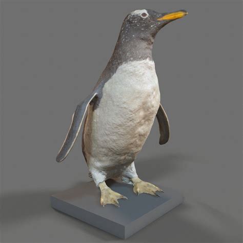 Pingüino Aves Acuáticas Sphenisciformes Spheniscidae Modelo 3D $44 ...