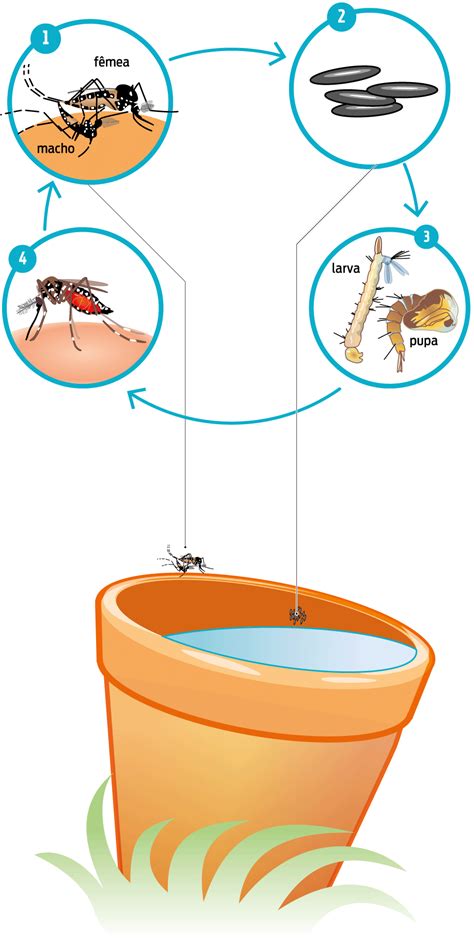 Ciclo De Vida Do Mosquito Aedes Aegypti Descubra Toda A Emo O E