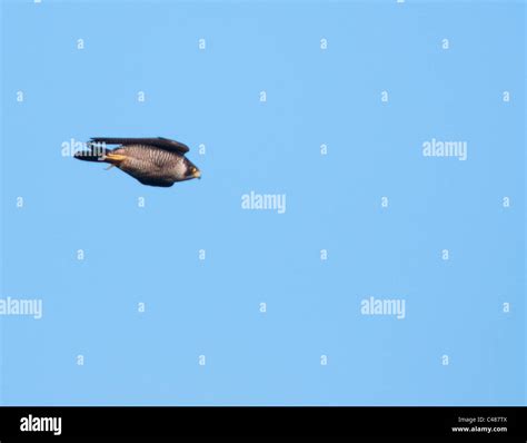 Peregrine Falcon (Falco peregrinus) in full speed stoop in pursuit of Stock Photo, Royalty Free ...