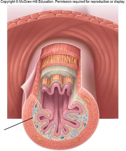 A&P II: Digestive System- Part 1 general anatomy, mouth, and esophagus ...