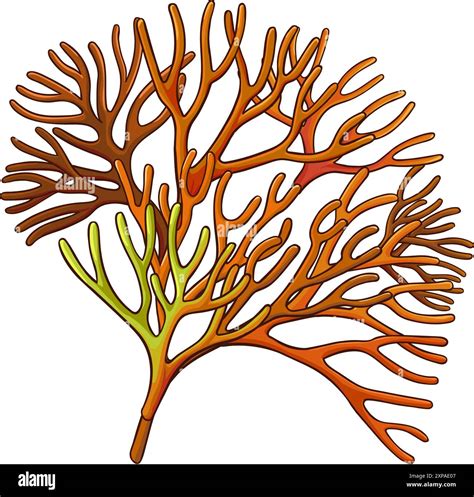 Sea Moss Plant Colored Detailed Illustration Stock Vector Image And Art Alamy