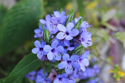 These Are Some Of The Best Flowers From Tamil Nadu India Own