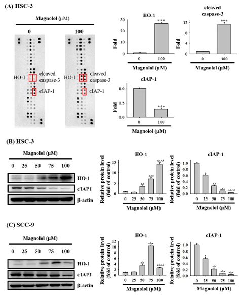 Screening Of Apoptosis Related Proteins Modulated By Magnolol In Oral