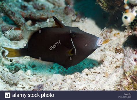 Half Moon Triggerfish High Resolution Stock Photography And Images Alamy