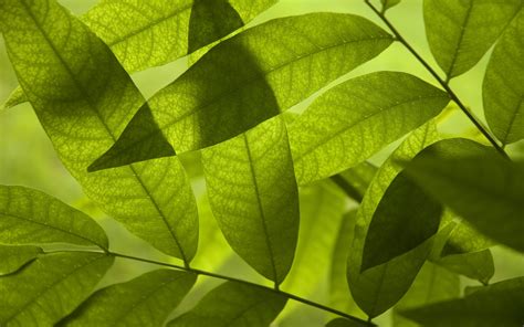 Leaves Macro Wallpaper 2560x1600 8390