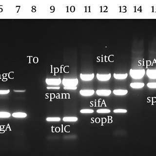 Virulence Genes Detection By Multiplex PCR Lane 1 Marker 100 Bp