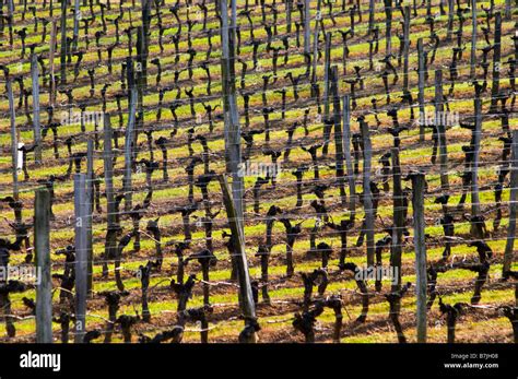 Vineyard Chateau Pey La Tour Bordeaux France Stock Photo Alamy