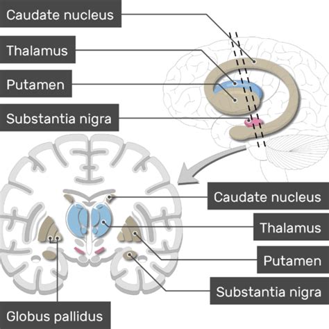 Basal ganglia: anatomy and diagram | GetBodySmart