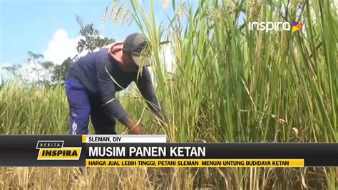 Harga Jual Lebih Tinggi Petani Sleman Menuai Untung Budidaya Ketan