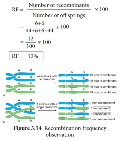 Crossing Over Mechanism Types Importance Recombination Botany